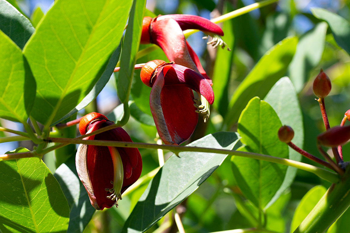 Bremen - Blooming Indian Coral Tree in the Rhododendron Park