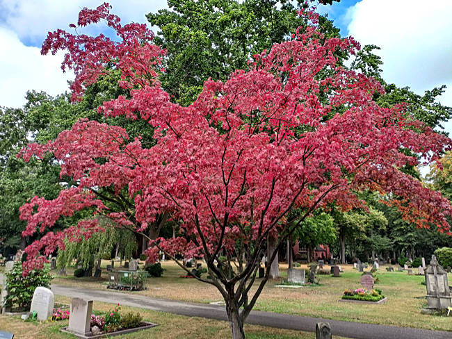 Riensberger Friedhof - Baum im Herbst - Bremen sehenswert
