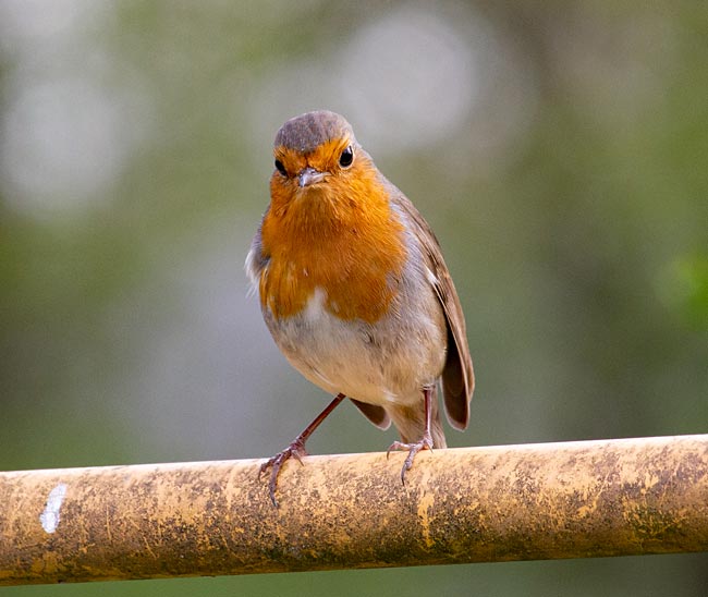 In den Kleingärten Bremens blüht und grünt es nicht nur, sondern hier sind viele Vögel zuhause - Bremen sehenswert