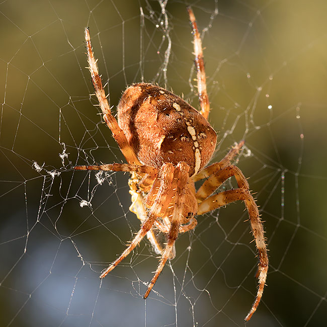 Spinne in ihrem Netz Spinne - Bremen sehenswert