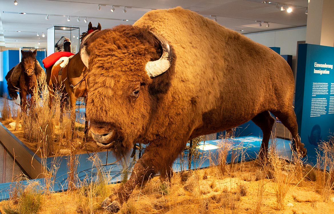 Bison im Überseemuseum - Bremen sehenswert