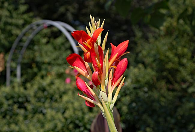 Vegesack - Blüte im Stadtgarten - Bremen sehenswert