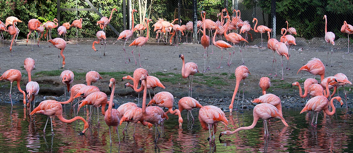 Kubaflamingos im Weltvogelpark Walsrode - Bremen sehenswert