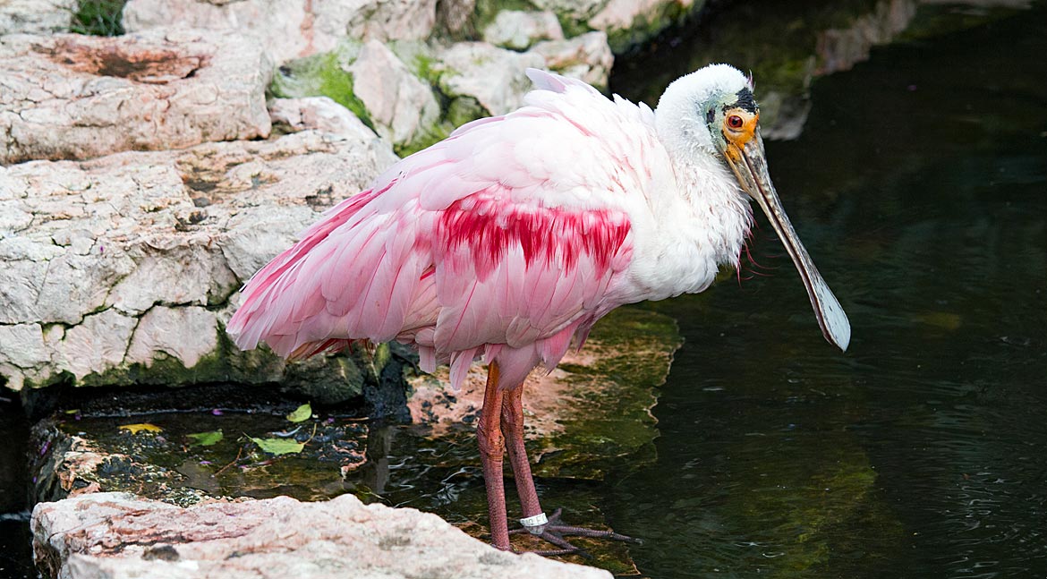 Ein Rosalöffler in der Freiflughalle im Weltvogelpark Walsrode - Bremen sehenswert