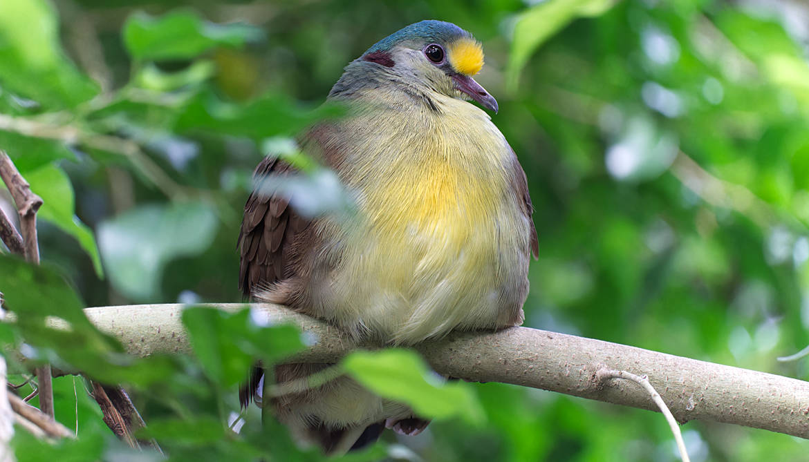 Taube im Weltvogelpark Walsrode - Bremen sehenswert