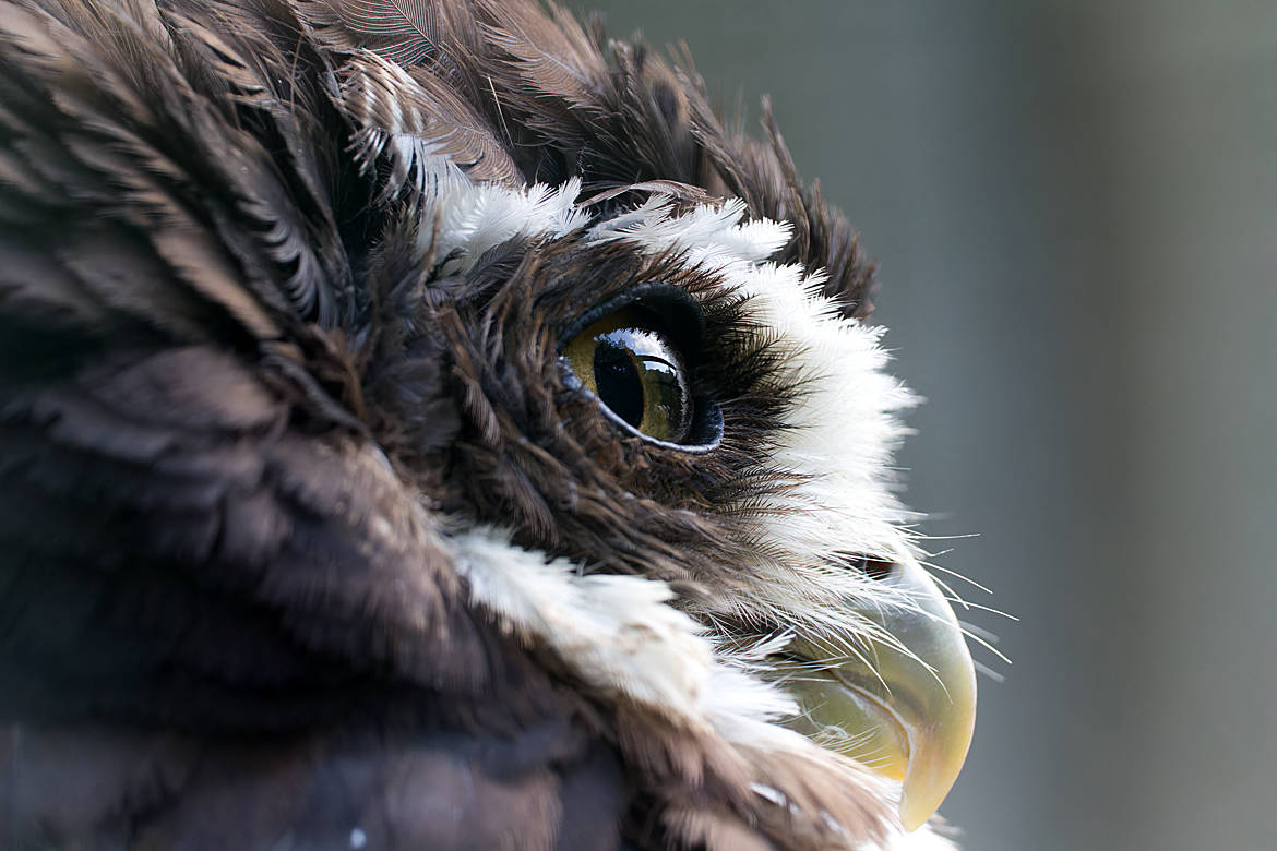 Eule im Weltvogelpark Walsrode - Bremen sehenswert