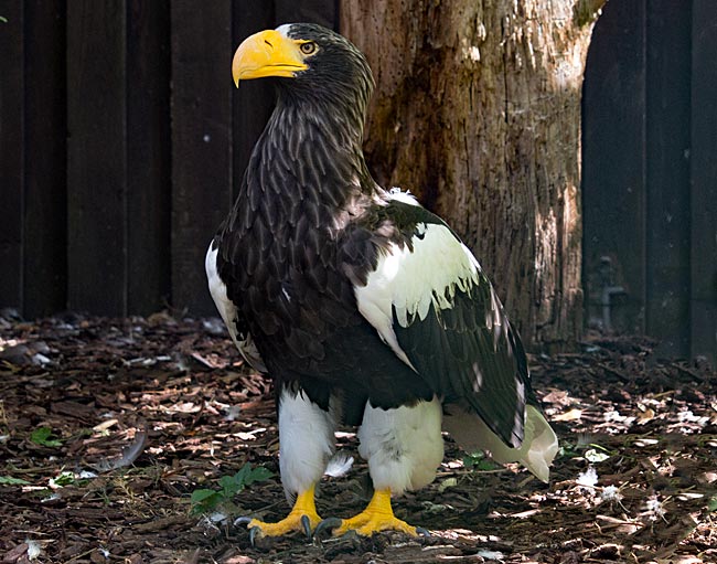 Weltvogelpark Walsrode- Riesenseeadler - Bremen sehenswert