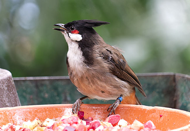 Vogel beim Fressen im Weltvogelpark Walsrode - Bremen sehenswert