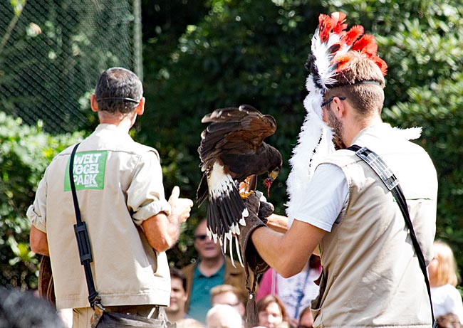 Weltvogelpark Walsrode - Greifvogel bei einer Flugshow - Bremen sehenswert
