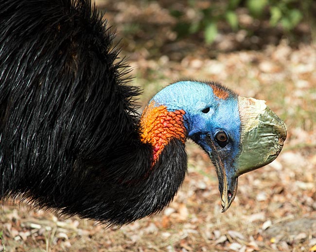 Weltvogelpark Walsrode - Rothalskasuar - Bremen sehenswert