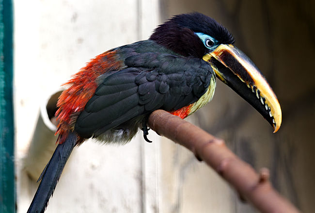 Hellschnabelarassari im Weltvogelpark Walsrode - Bremen sehenswert