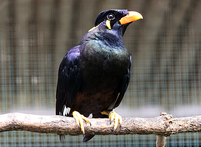 Beo im Weltvogelpark Walsrode - Bremen sehenswert