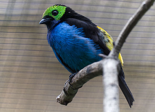 Paradiestangare im Weltvogelpark Walsrode - Bremen sehenswert