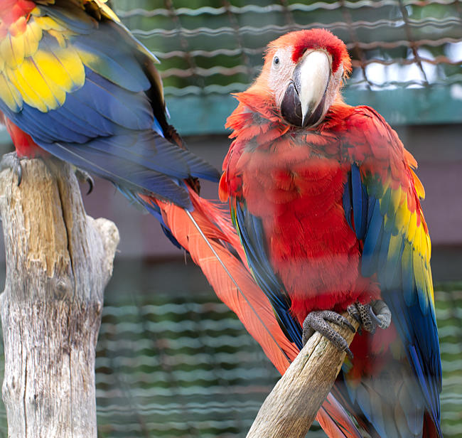 Weltvogelpark Walsrode - Hellroter Ara in einer Voliere - Bremen sehenswert