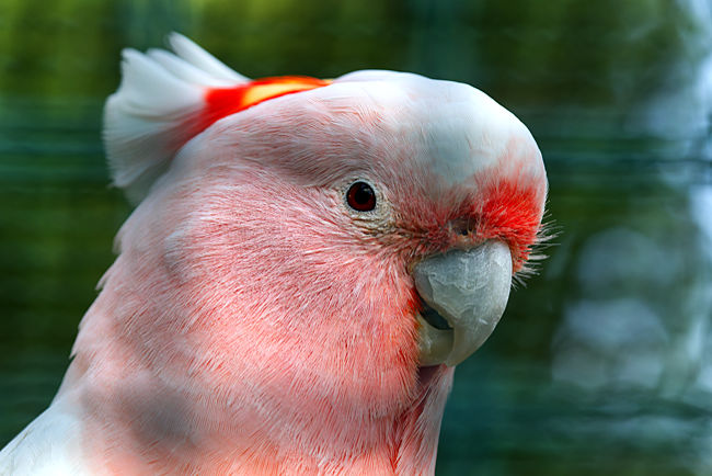 Brillenkakadu im Weltvogelpark Walsrode - Bremen sehenswert