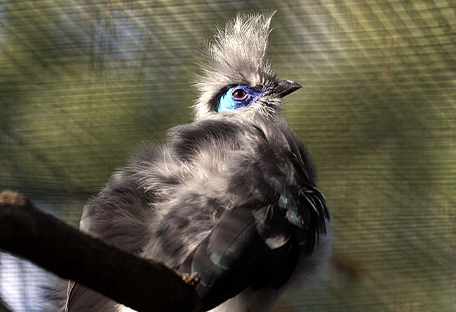 Weltvogelpark Walsrode - Hauben-Seidenkuckuck - Bremen sehenswert