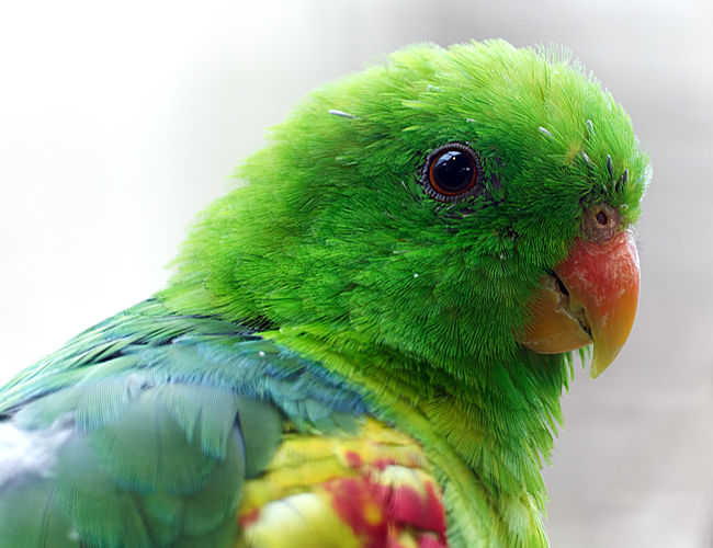 Timor-Rotflügelsittich im Weltvogelpark Walsrode - Bremen-sehenswert