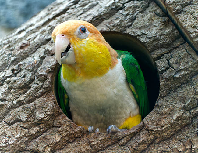 Rostkappenpapagei im Weltvogelpark Walsrode - Bremen sehenswert