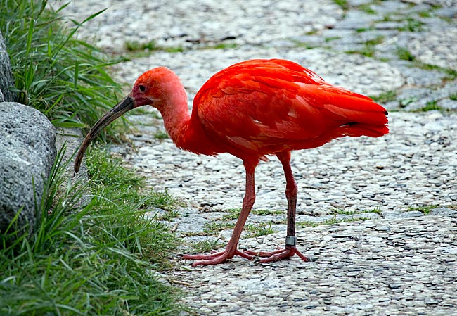 Weltvogelpark Walsrode - Roter Sichler in der Freiflughalle - Bremen sehenswert