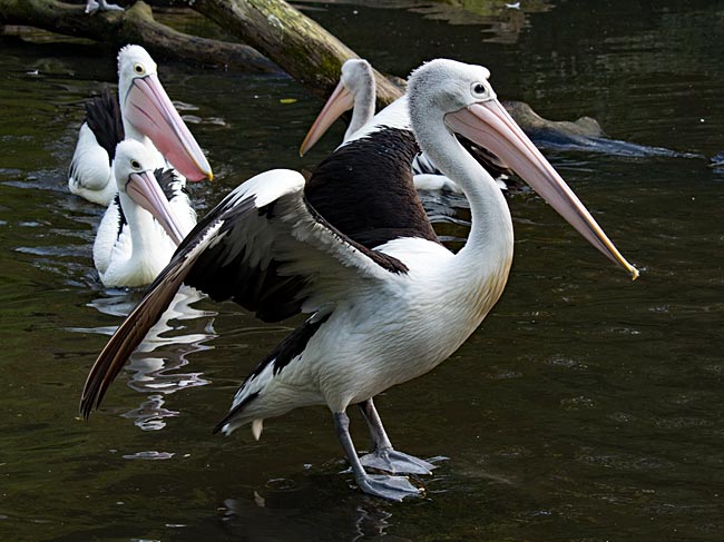 Weltvogelpark Walsrode - Pelikane - Bremen sehenswert