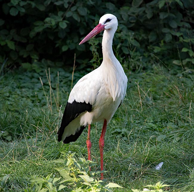 Storch im Weltvogelpark Walsrode - Bremen sehenswert