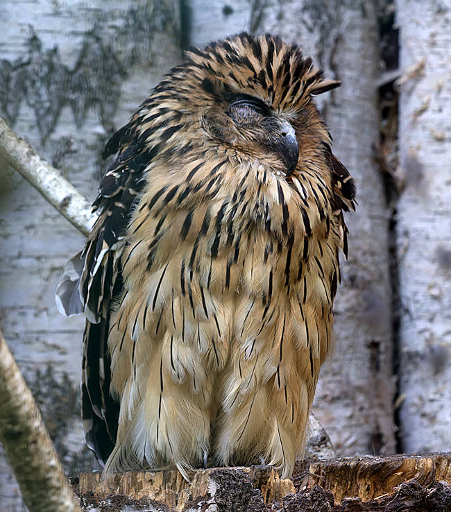 Sunda-Fischuhu im Weltvogelpark Walsrode - Bremen sehenswert