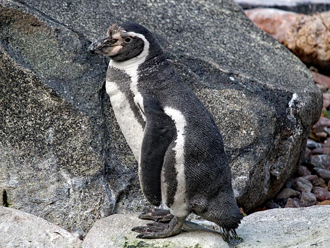 Weltvogelpark Walsrode - Pinguin - Bremen sehenswert