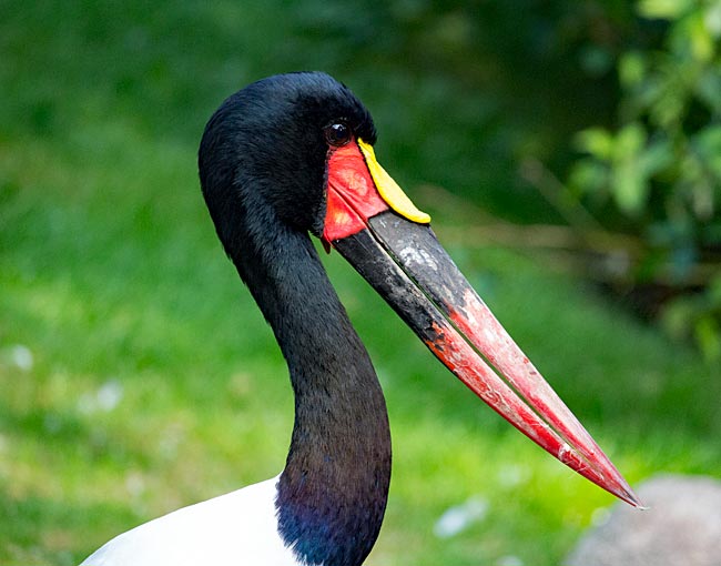 Vogel im Weltvogelpark Walsrode - Bremen sehenswert