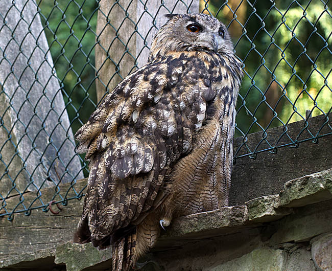 Weltvogelpark Walsrode - Uhu - Bremen sehenswert