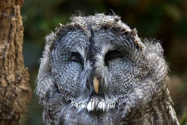 Weltvogelpark Walsrode - Bartkauz - Bremen sehenswert