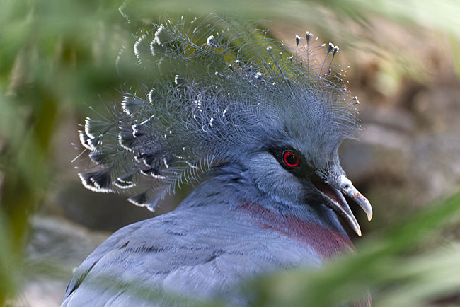 Weltvogelpark Walsrode - Begenung auf dem Jungle Trail - Bremen sehenswert