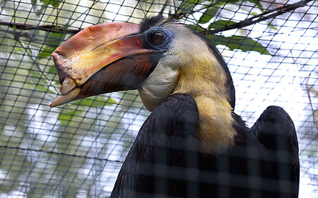 Runzelhornvogel - Bremen sehenswert