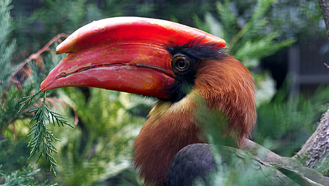 Weltvogelpark Walsrode - Bremen sehenswert