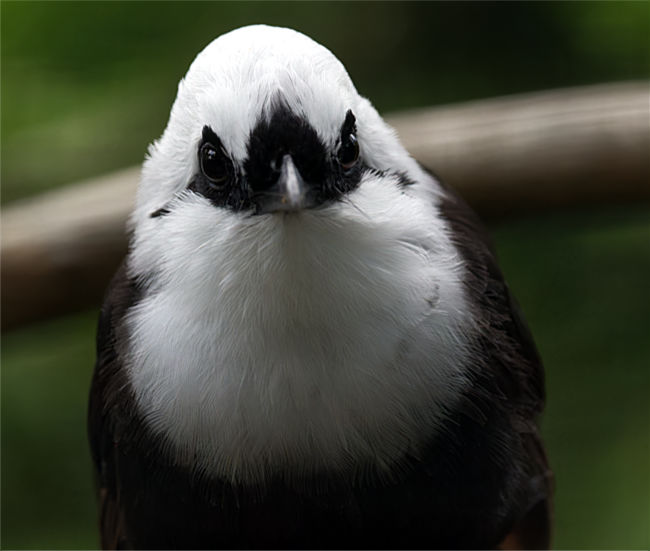 Schwarzweiß-Häherling im Weltvogelpark Walsrode - Bremen sehenswert