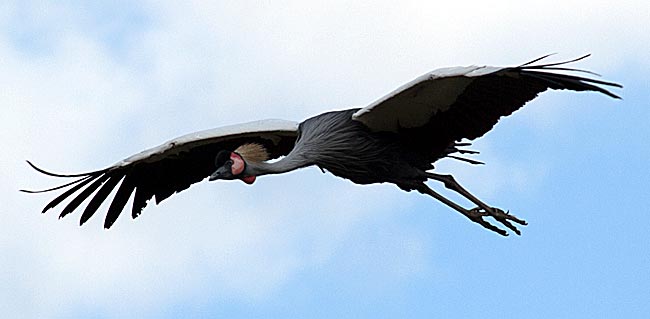 Weltvogelpark Walsrode - fliegender Kranich bei einer Flugshow - Bremen sehenswert