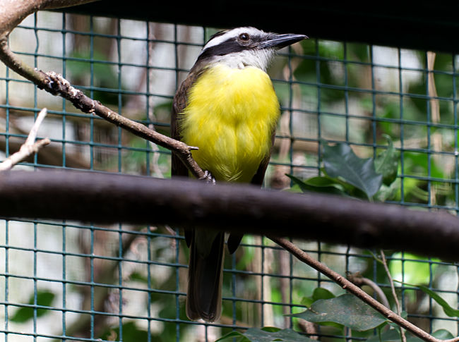 Vogel im Tropenhaus im Weltvogelpark Walsrode - Bremen sehenswert