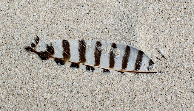 Wangerooge - Vogelfeder am Strand