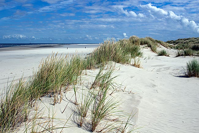 Wangerooge - Strand und Dünenlandschaft im Inselosten