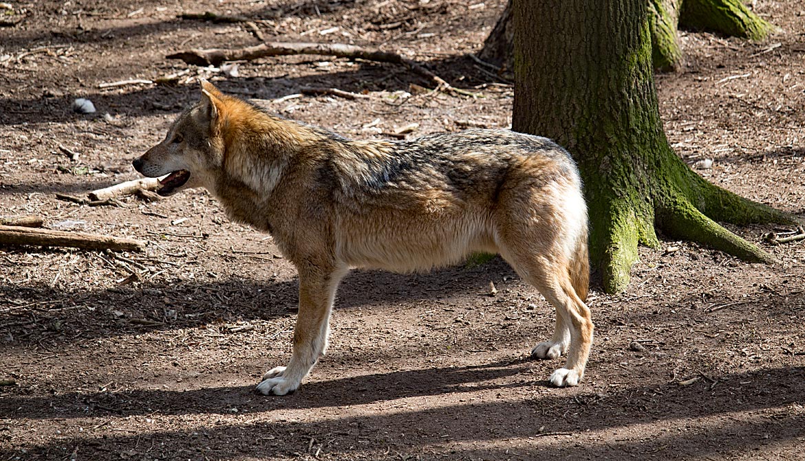 Grauwolf im Wolfcenter Dörverden bei Verden an der Aller in Niedersachsen - Bremen sehenswert