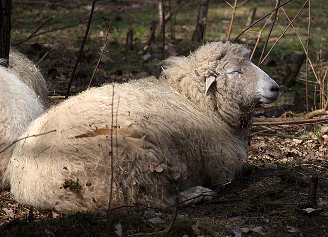 Schaf im Wolfcenter Dörverden bei Verden an der Aller