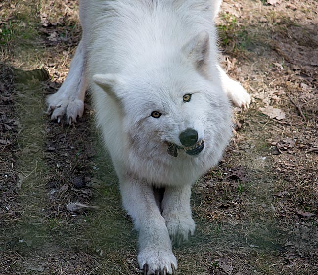 Kanadischer Wolf während einer Fütterung im Wolfcenter Dörverden bei Verden an der Aller