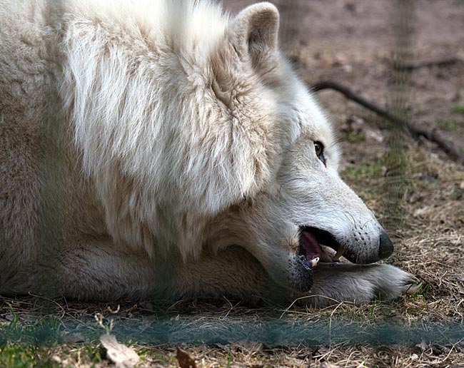 Kanadischer Wolf während einer Fütterung im Wolfcenter Dörverden bei Verden an der Aller