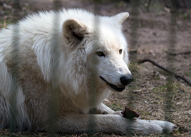 Kanadischer Wolf während einer Fütterung im Wolfcenter Dörverden bei Verden an der Aller