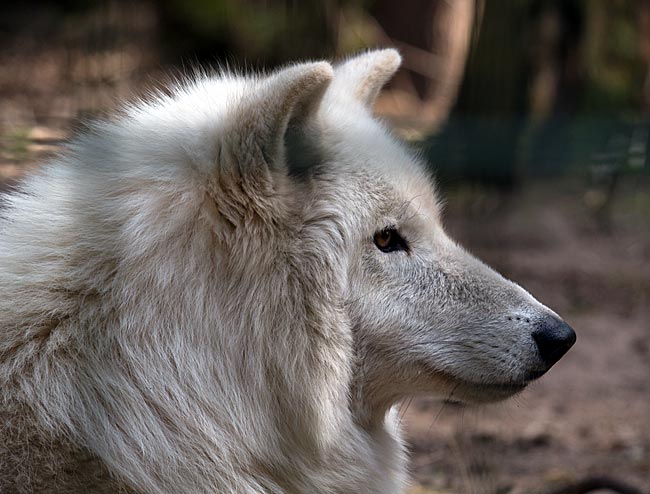 Kanadischer Wolf während einer Fütterung im Wolfcenter Dörverden bei Verden an der Aller