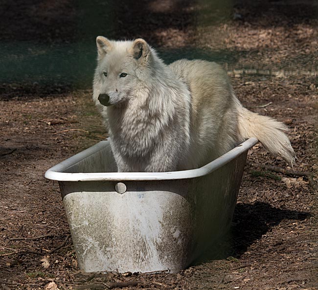 Kanadischer Wolf während einer Fütterung im Wolfcenter Dörverden bei Verden an der Aller