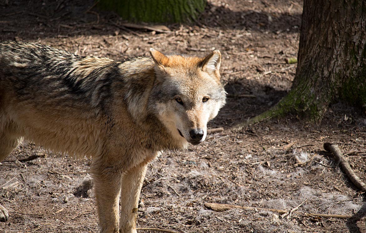 Grauwolf im Wolfcenter Dörverden bei Verden an der Aller in Niedersachsen - Bremen sehenswert