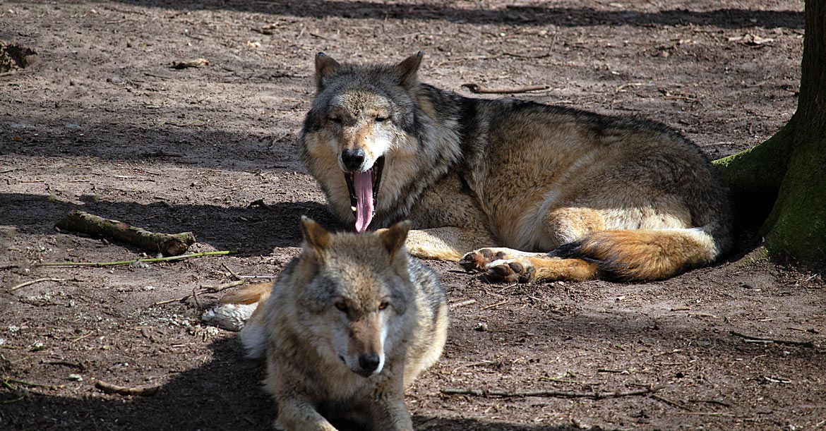 Wolfcenter Dörverden - Bremen sehenswert