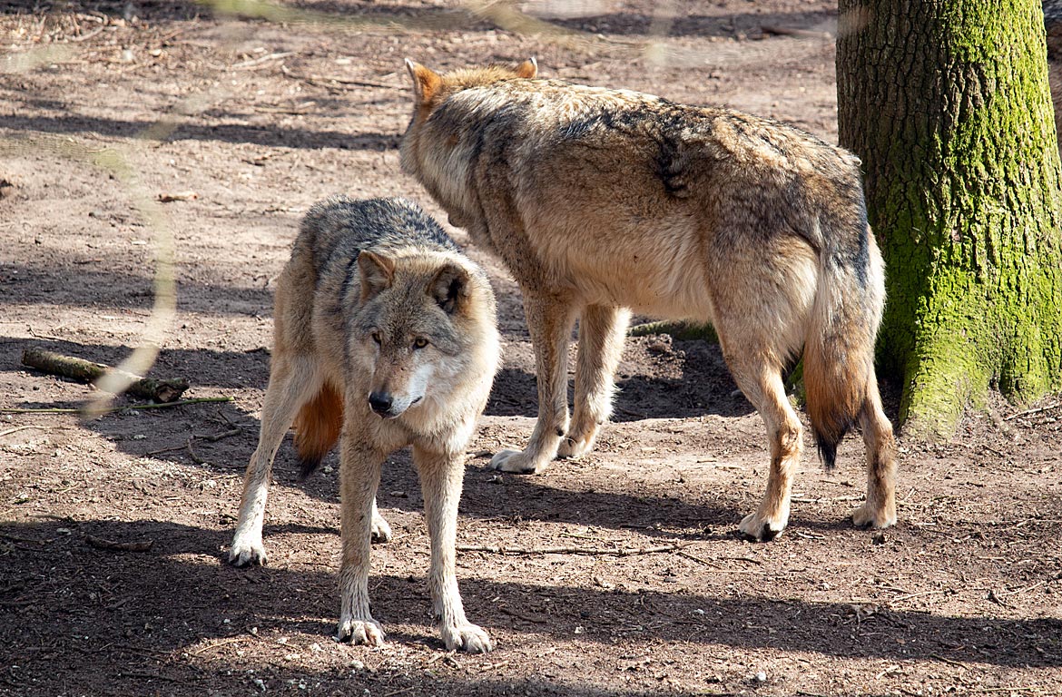 Grauwolf im Wolfcenter Dörverden bei Verden an der Aller in Niedersachsen - Bremen sehenswert