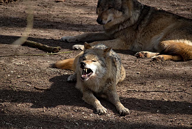 Grauwölfin im Wolfcenter Dörverden bei Verden an der Aller