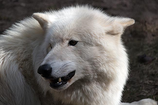 Kanadischer Wolf im Wolfcenter Dörverden bei Verden an der Aller